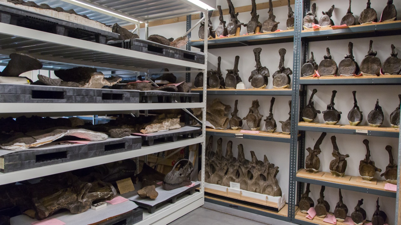 Illustration for article titled Inside the Bone Room: Where Dinosaurs Live at AMNH